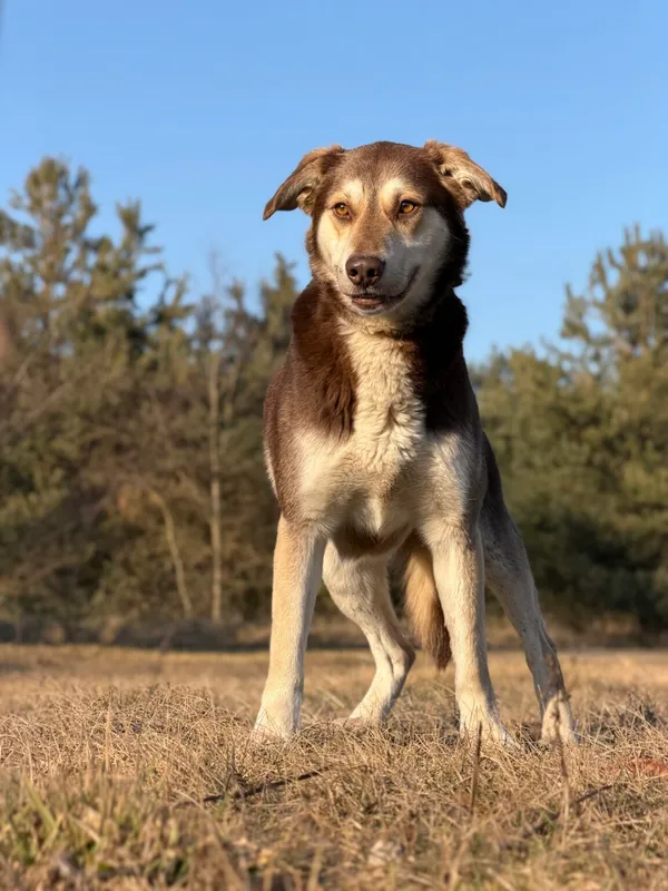 Pies do adopcji, Pieczyska, 25 marca 2026 (3/5)