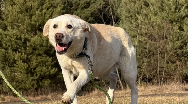 Pies do adopcji, Pieczyska, 25 marca 2026 (1/5)