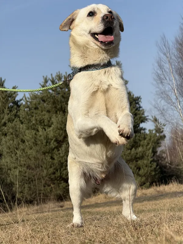 Pies do adopcji, Pieczyska, 25 marca 2026 (4/5)