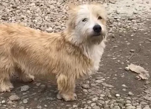 Pies do adopcji, Głowno, 26 marca 2026 (3/5)