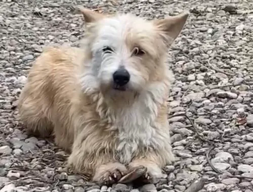 Pies do adopcji, Głowno, 26 marca 2026 (5/5)