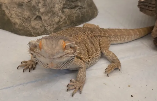 Znaleziono zwierzę, Lublin, 13 marca 2026