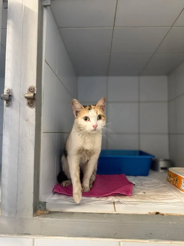 Znaleziono kota, Lublin, 23 marca 2026