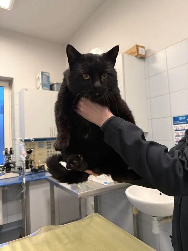 Znaleziono kota, Lublin, 25 marca 2026