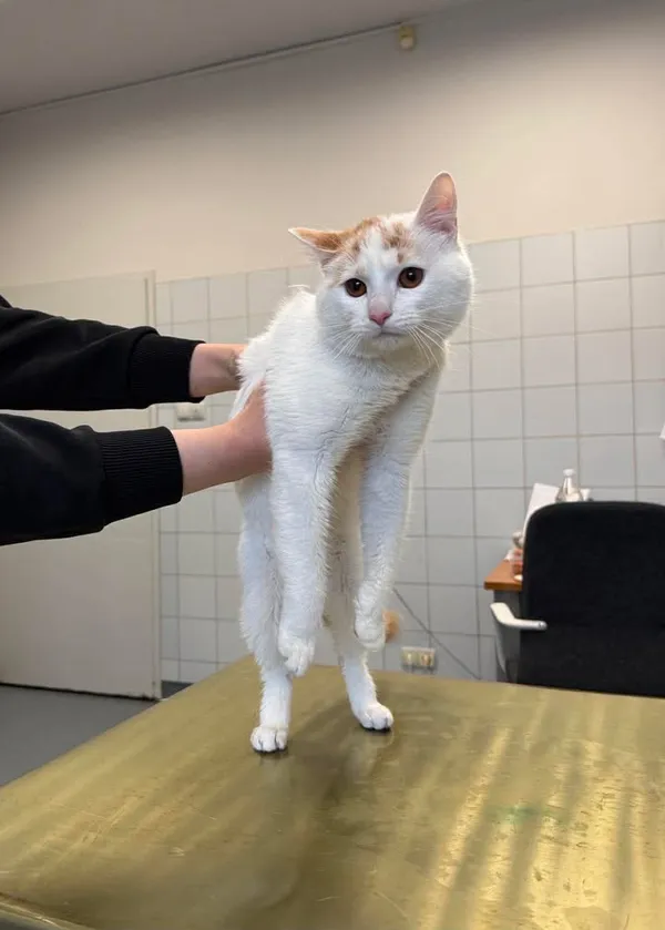 Znaleziono kota, Lublin, 26 marca 2026