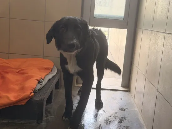 Pies do adopcji, Kraków, 11 marca 2026