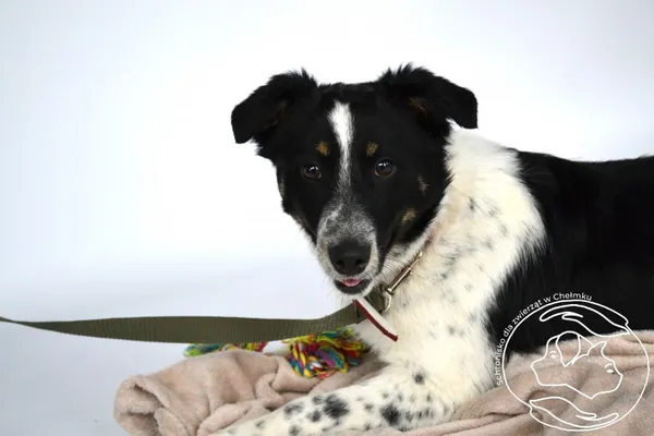 Pies do adopcji, Chełmek, 27 lutego 2026