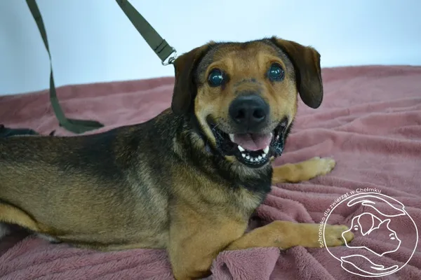 Pies do adopcji, Chełmek, 25 lutego 2026