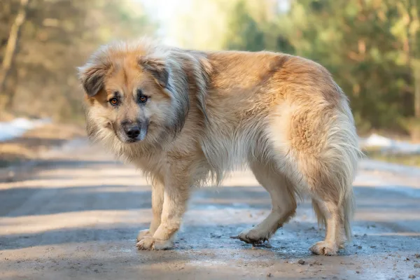 Pies do adopcji, Nowodwór, 25 marca 2026 (2/5)