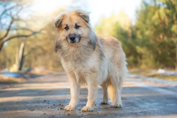 Pies do adopcji, Nowodwór, 25 marca 2026 (3/5)