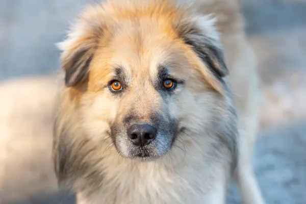 Pies do adopcji, Nowodwór, 25 marca 2026 (5/5)