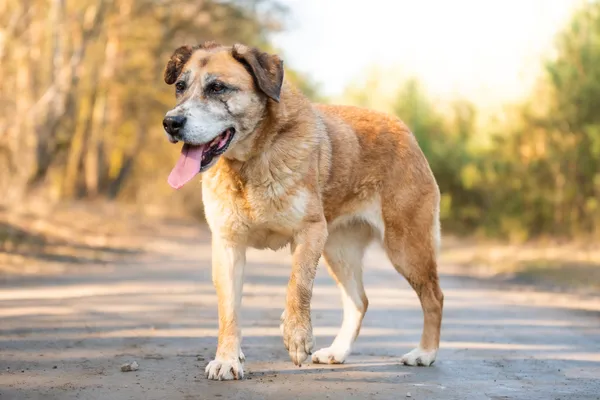 Pies do adopcji, Nowodwór, 25 marca 2026 (1/5)