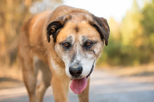 Pies do adopcji, Nowodwór, 25 marca 2026 (2/5)