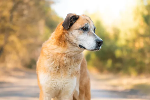 Pies do adopcji, Nowodwór, 25 marca 2026 (4/5)