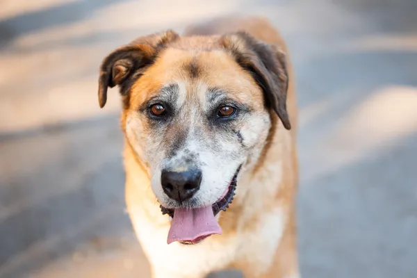 Pies do adopcji, Nowodwór, 25 marca 2026 (5/5)