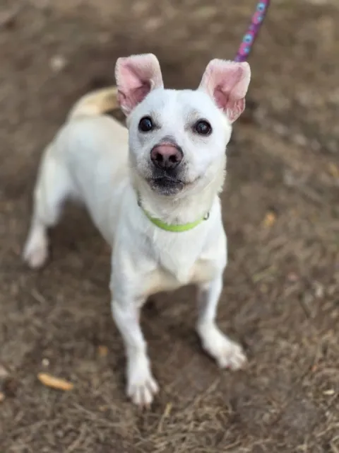 Pies do adopcji, Piła, 24 lutego 2026 (1/4)