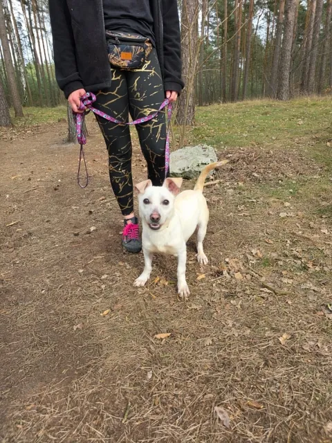 Pies do adopcji, Piła, 24 lutego 2026 (2/4)