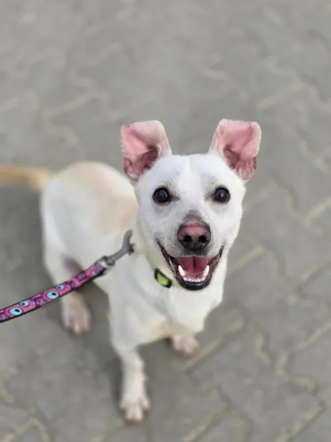 Pies do adopcji, Piła, 24 lutego 2026 (3/4)