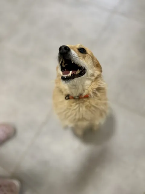 Pies do adopcji, Piła, 15 lutego 2026 (5/5)