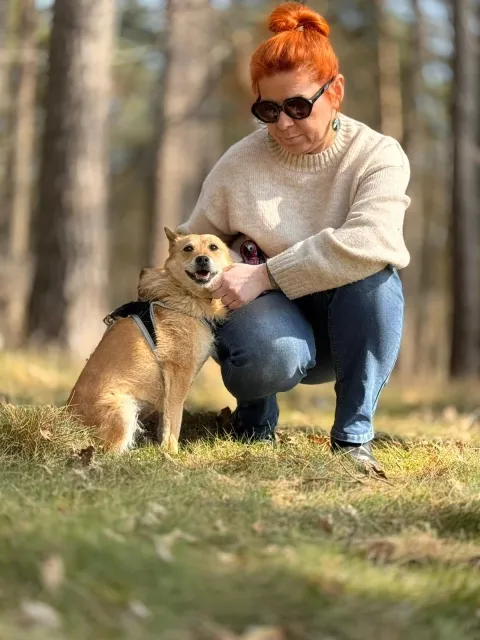 Pies do adopcji, Piła, 15 lutego 2026 (1/5)
