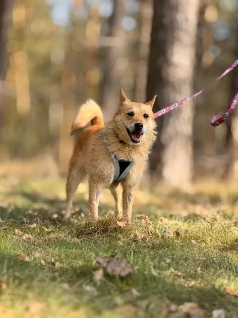 Pies do adopcji, Piła, 15 lutego 2026 (3/5)