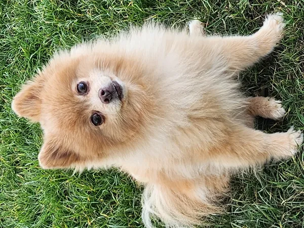 Zaginął pies, Łódź, 26 marca 2026