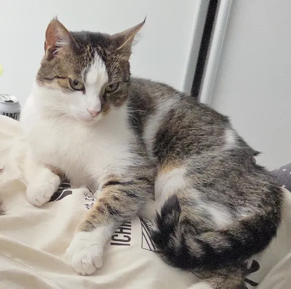 Zaginął kot, Łódź, 25 marca 2026