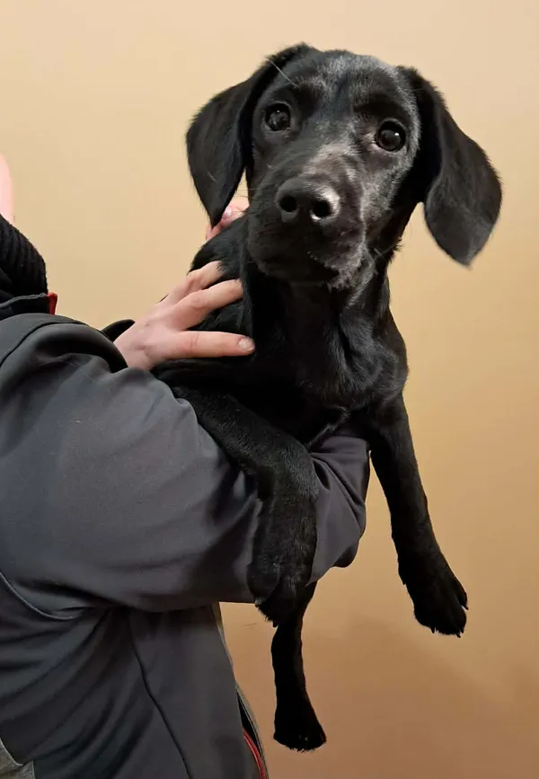 Pies do adopcji, Olsztyn, 9 marca 2026