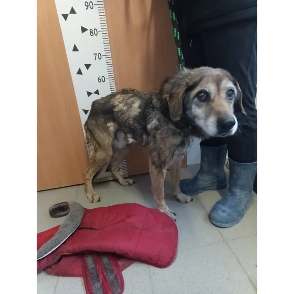 Znaleziono psa, Białystok, 25 marca 2026