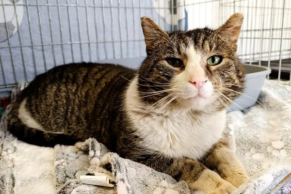 Znaleziono kota, Wałbrzych, 25 marca 2026