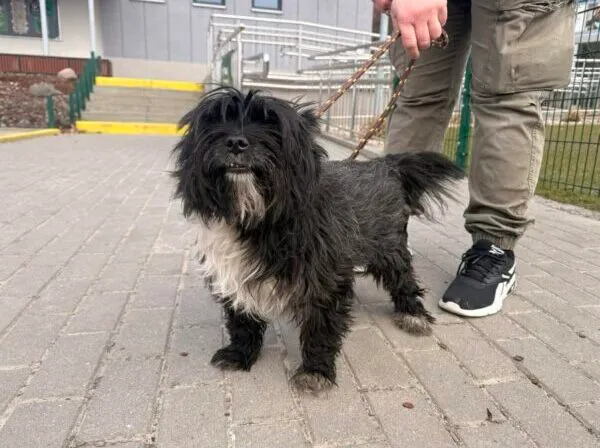 Znaleziono psa, Bydgoszcz, 21 marca 2026