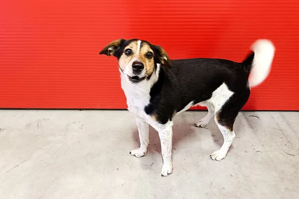 Znaleziono psa, Wałbrzych, 21 marca 2026 (1/2)