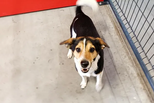 Znaleziono psa, Wałbrzych, 21 marca 2026 (2/2)