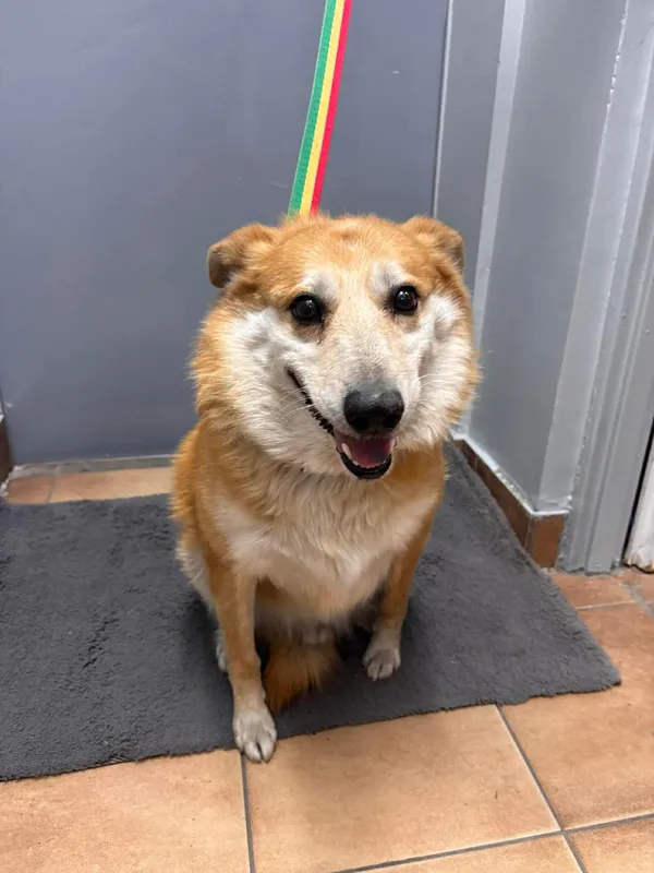 Znaleziono psa, Sosnowiec, 23 marca 2026