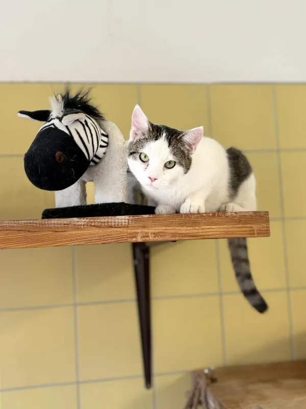 Kot do adopcji, Wrocław, 1 września 2025