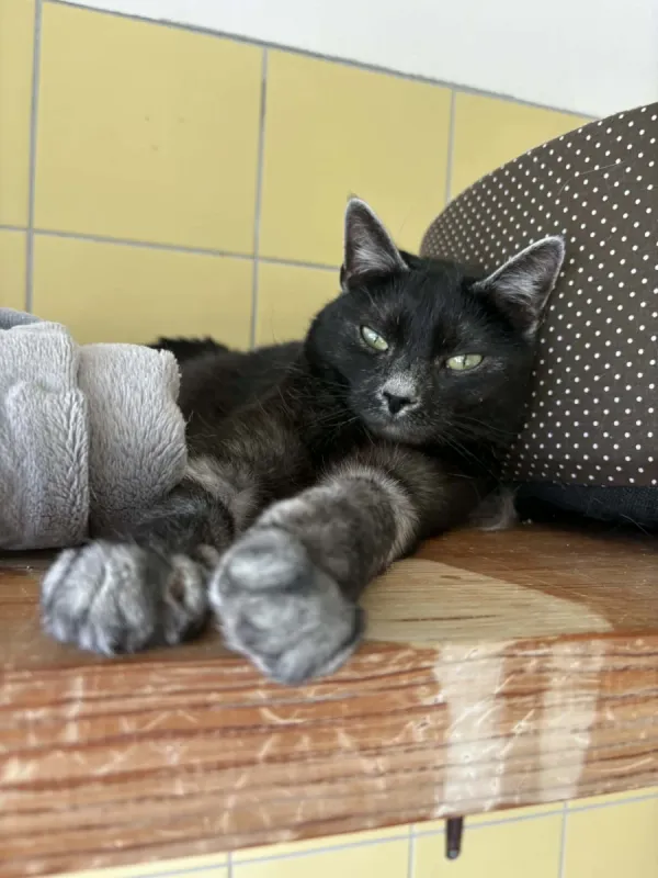 Kot do adopcji, Wrocław, 20 lutego 2026