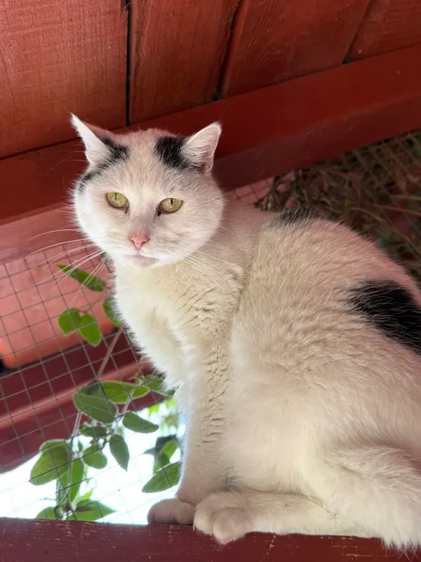 Kot do adopcji, Pieczyska, 26 marca 2026 (5/5)