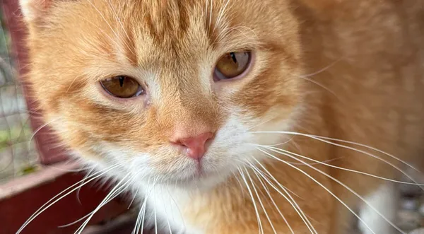 Kot do adopcji, Pieczyska, 26 marca 2026 (1/5)