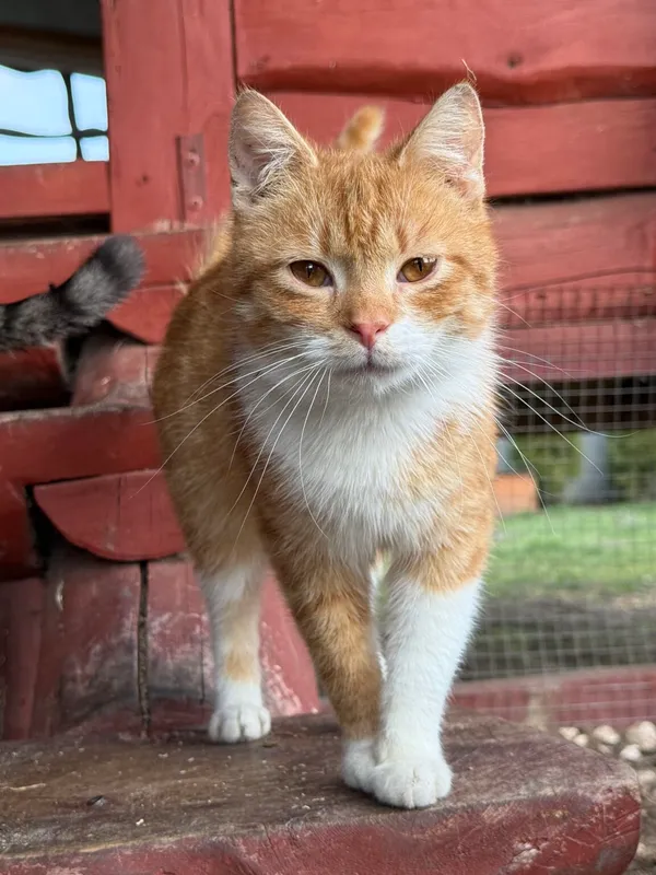 Kot do adopcji, Pieczyska, 26 marca 2026 (3/5)