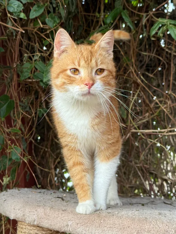 Kot do adopcji, Pieczyska, 26 marca 2026 (5/5)