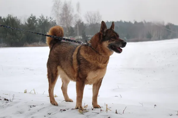 Pies do adopcji, Ciosny, 10 maja 2024