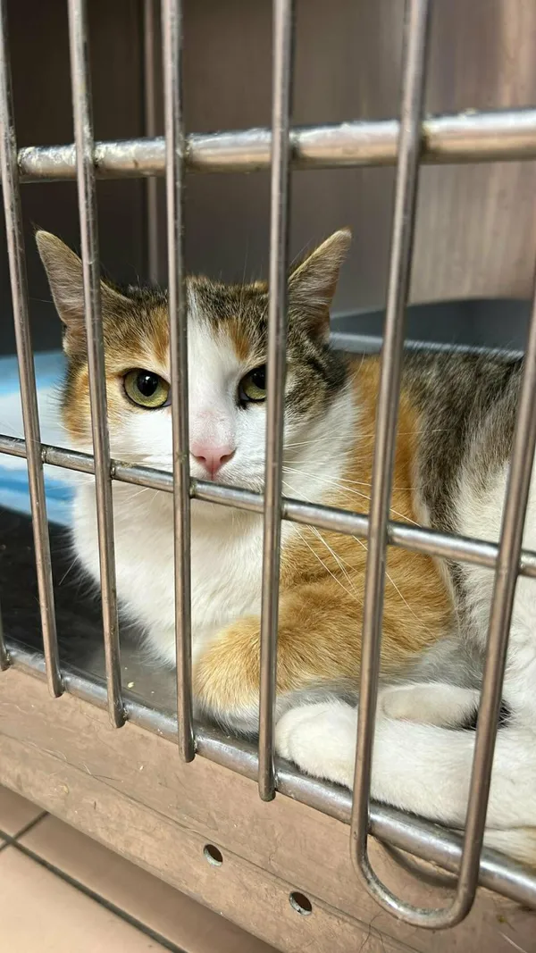 Kot do adopcji, Zgierz, 26 marca 2026