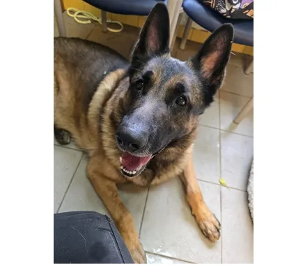 Pies do adopcji, Wrocław, 9 marca 2026