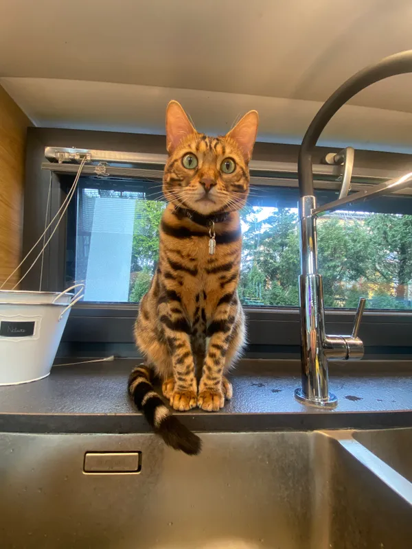 Zaginął kot, Łódź, Łódź-Śródmieście, 27 marca 2026 (2/2)