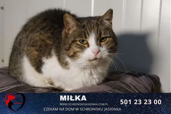 Kot do adopcji, Ciosny, 16 kwietnia 2021 (2/4)