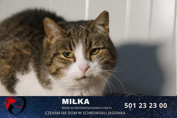 Kot do adopcji, Ciosny, 16 kwietnia 2021 (3/4)