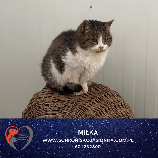 Kot do adopcji, Ciosny, 16 kwietnia 2021 (4/4)