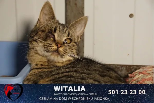 Kot do adopcji, Ciosny, 29 czerwca 2021 (2/4)