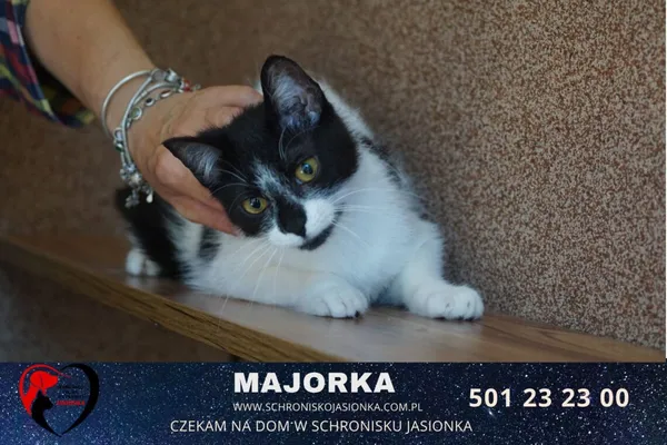 Kot do adopcji, Ciosny, 8 stycznia 2021 (1/4)