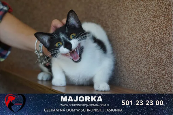 Kot do adopcji, Ciosny, 8 stycznia 2021 (2/4)